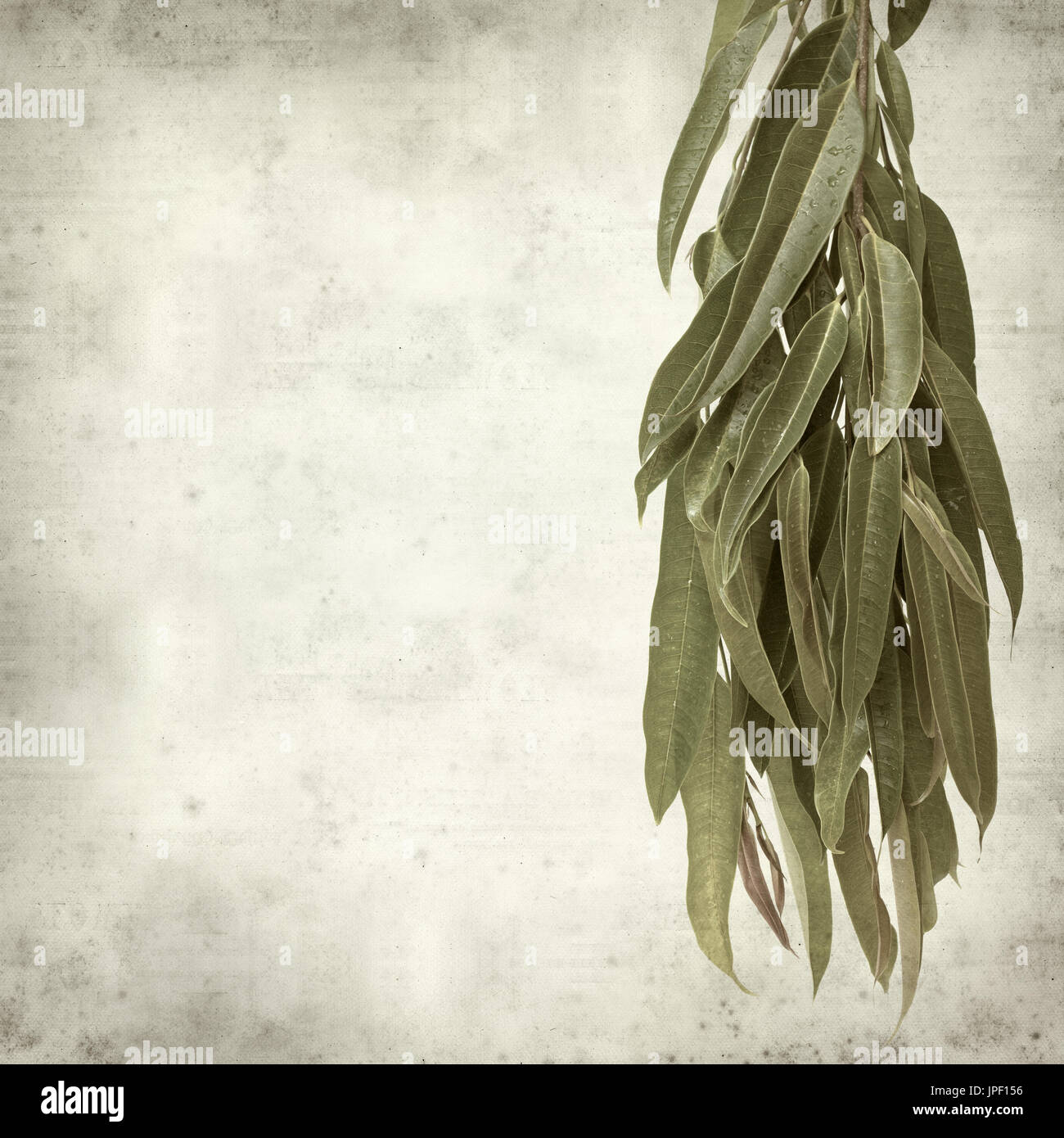strukturierten alten Papierhintergrund mit Alii Fig Niederlassungen Stockfoto