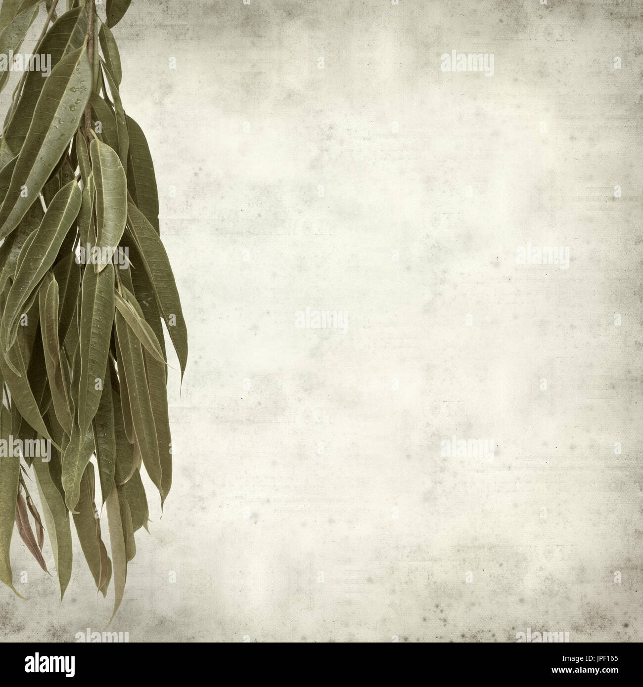 strukturierten alten Papierhintergrund mit Alii Fig Niederlassungen Stockfoto