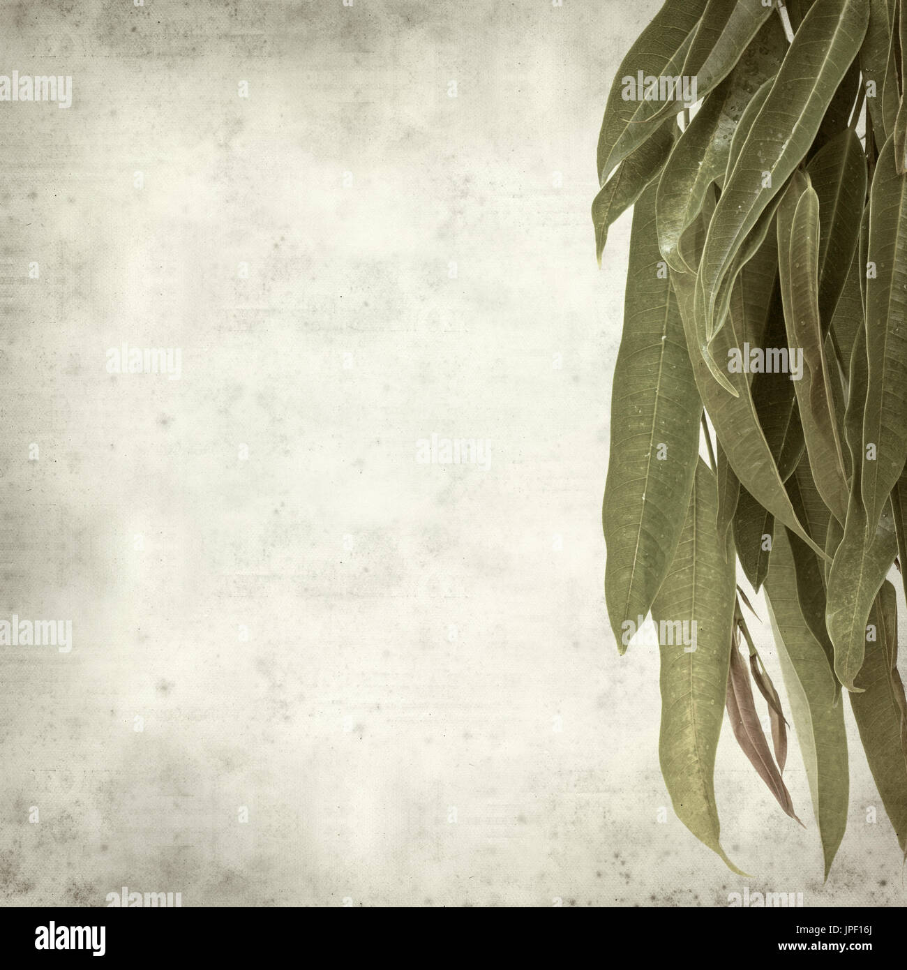 strukturierten alten Papierhintergrund mit Alii Fig Niederlassungen Stockfoto