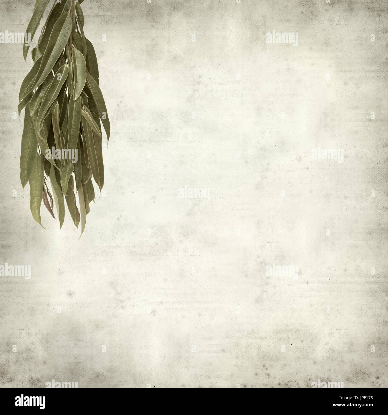strukturierten alten Papierhintergrund mit Alii Fig Niederlassungen Stockfoto