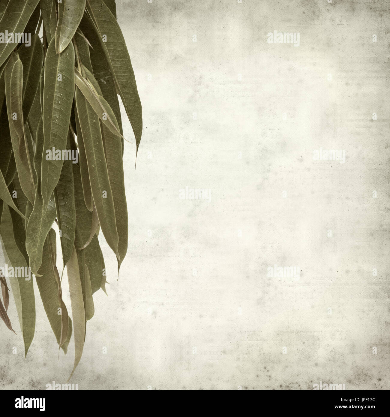 strukturierten alten Papierhintergrund mit Alii Fig Niederlassungen Stockfoto