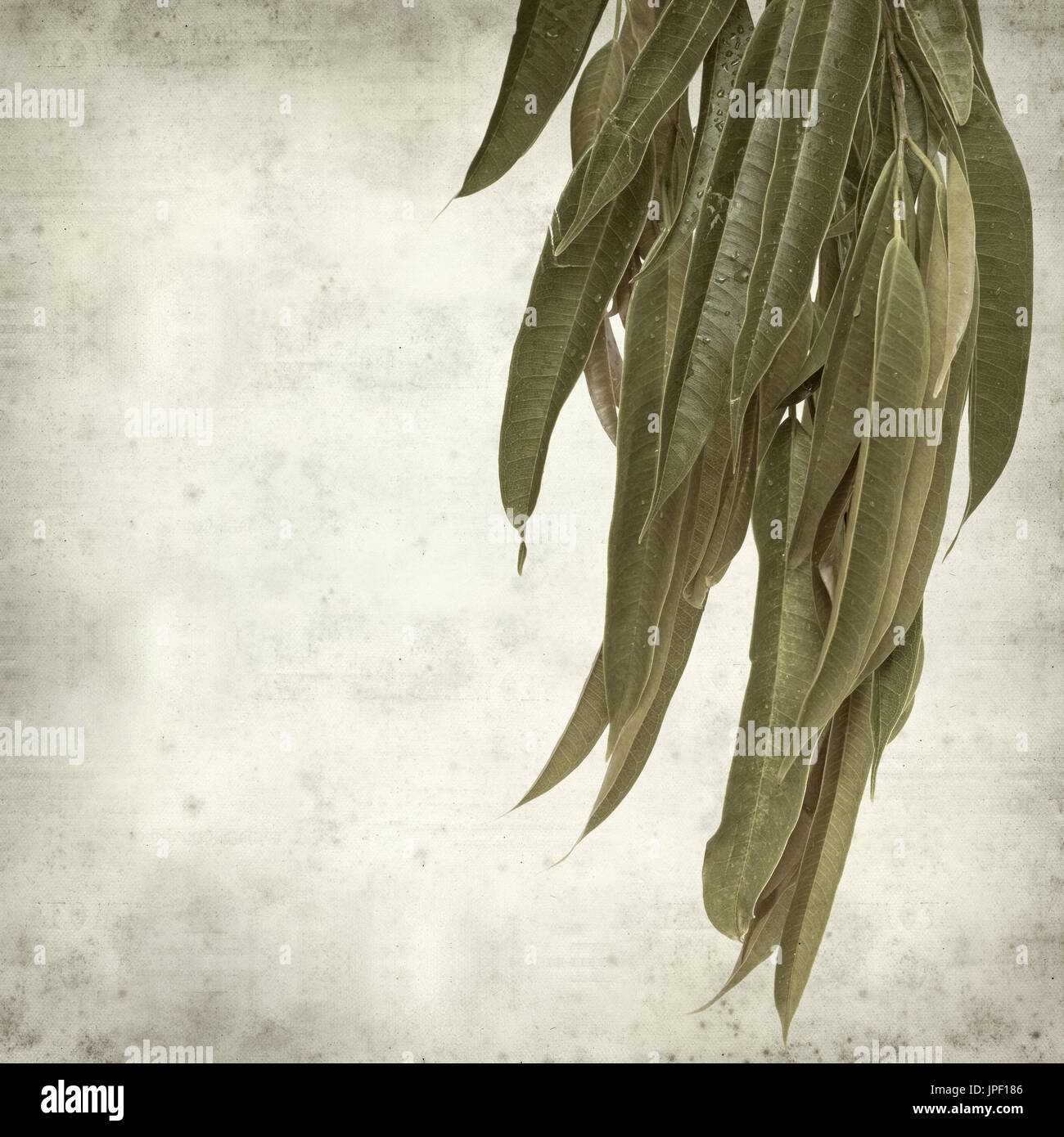 strukturierten alten Papierhintergrund mit Alii Fig Niederlassungen Stockfoto