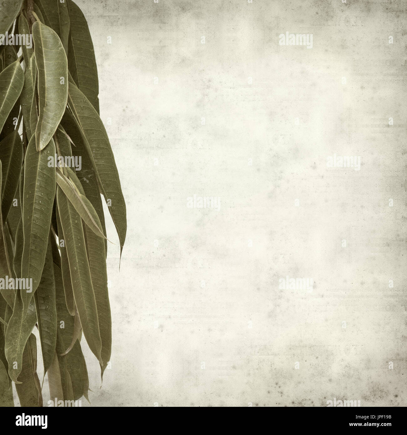 strukturierten alten Papierhintergrund mit Alii Fig Niederlassungen Stockfoto