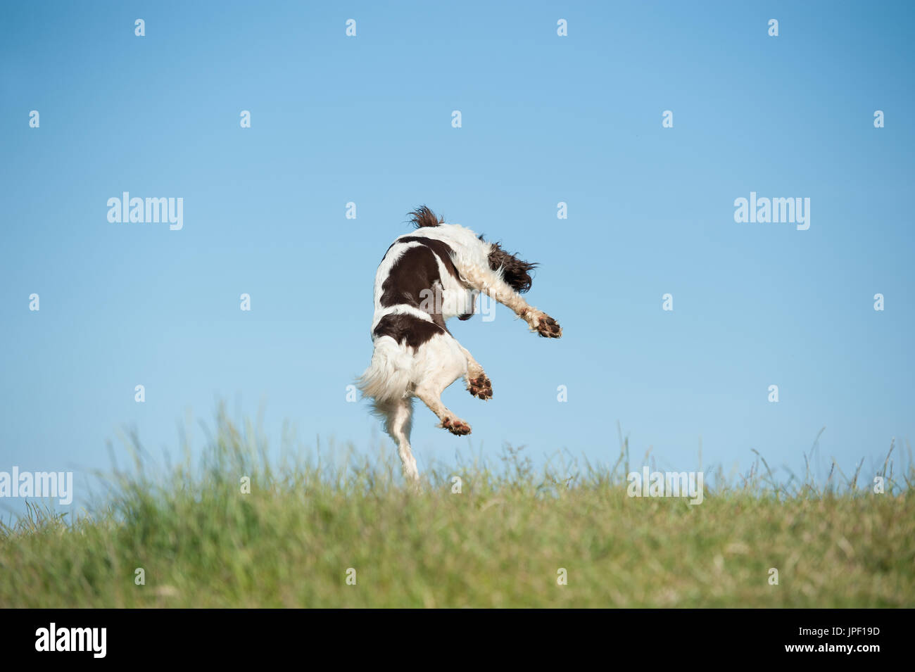 Springer Spaniel in die Luft springen Stockfoto
