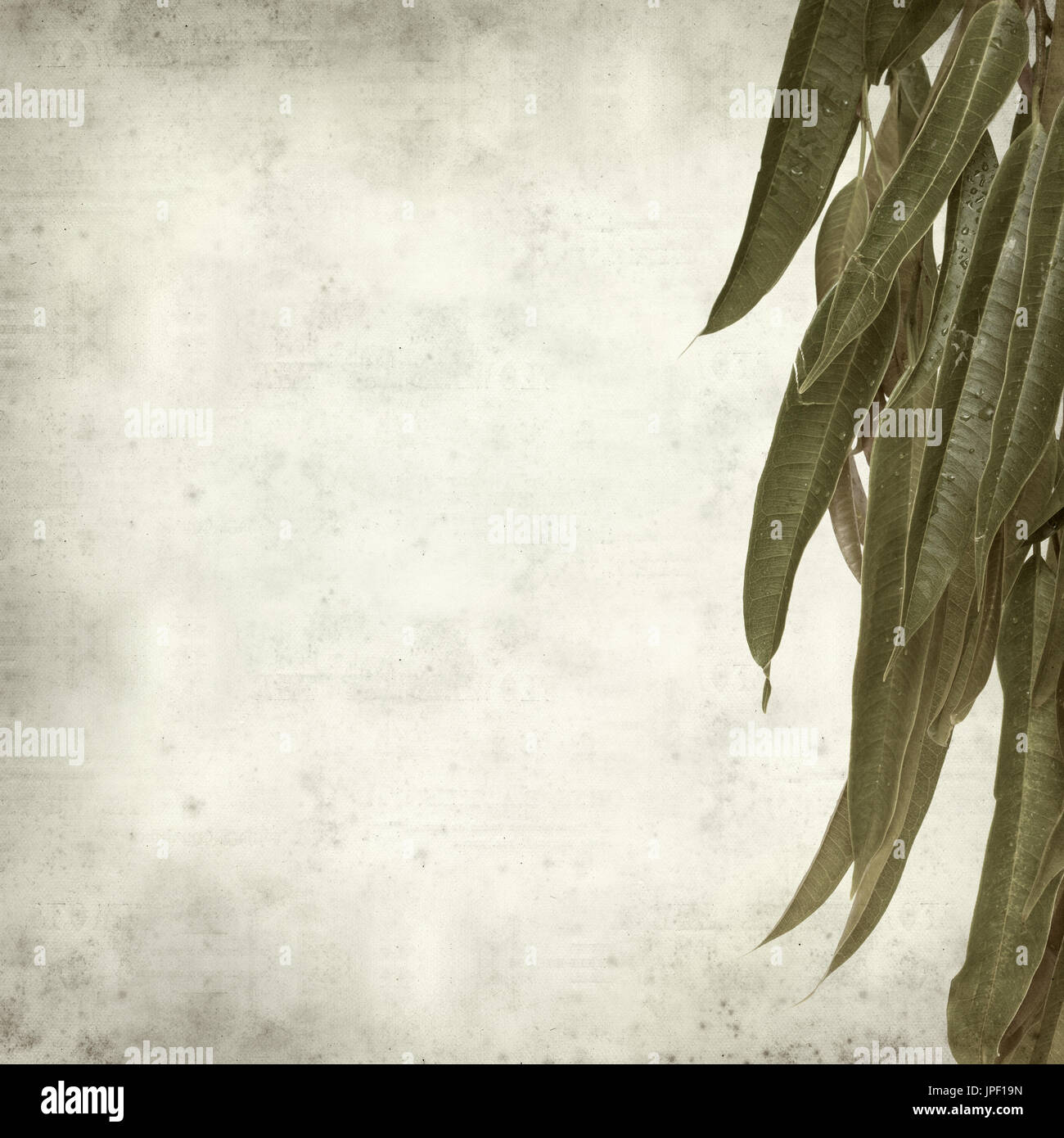 strukturierten alten Papierhintergrund mit Alii Fig Niederlassungen Stockfoto