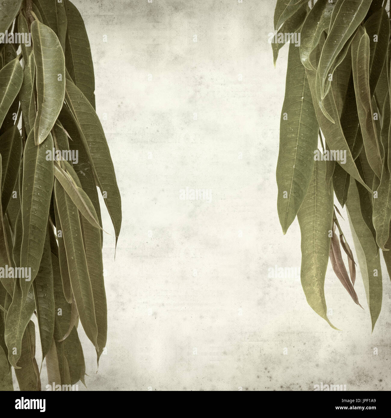 strukturierten alten Papierhintergrund mit Alii Fig Niederlassungen Stockfoto