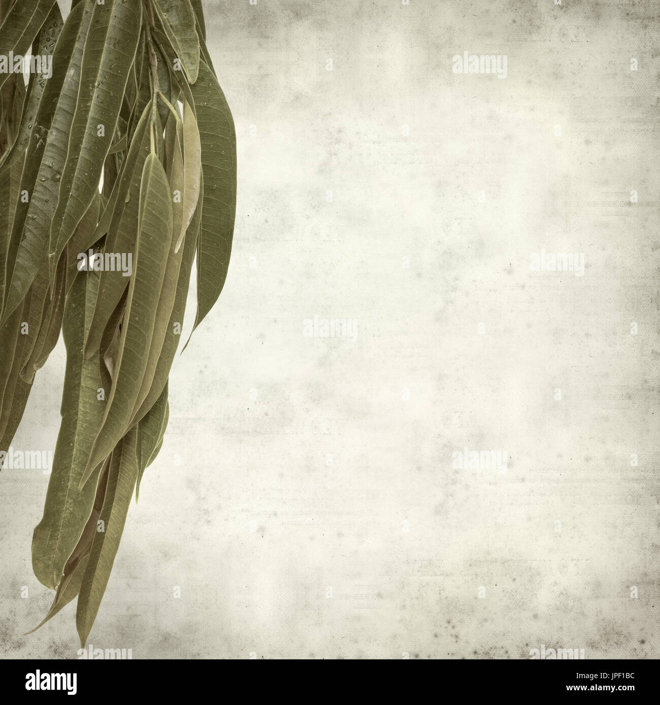 strukturierten alten Papierhintergrund mit Alii Fig Niederlassungen Stockfoto