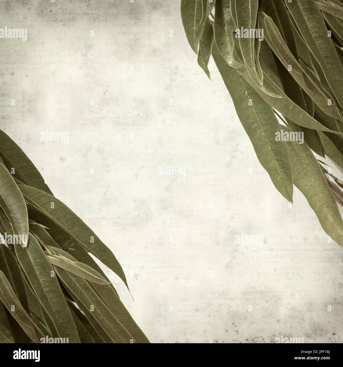 strukturierten alten Papierhintergrund mit Alii Fig Niederlassungen Stockfoto