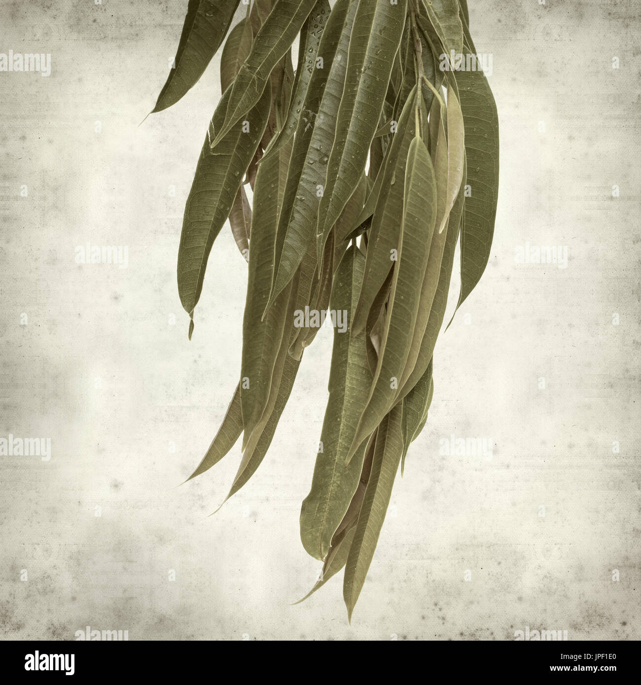 strukturierten alten Papierhintergrund mit Alii Fig Niederlassungen Stockfoto