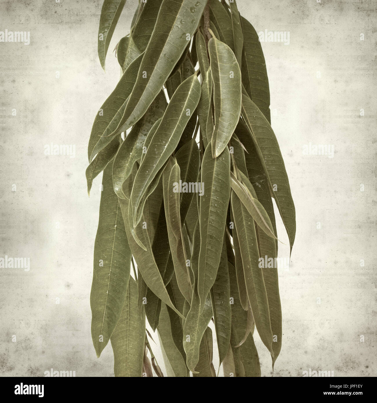 strukturierten alten Papierhintergrund mit Alii Fig Niederlassungen Stockfoto