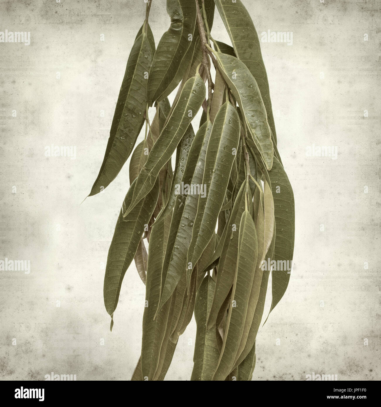 strukturierten alten Papierhintergrund mit Alii Fig Niederlassungen Stockfoto