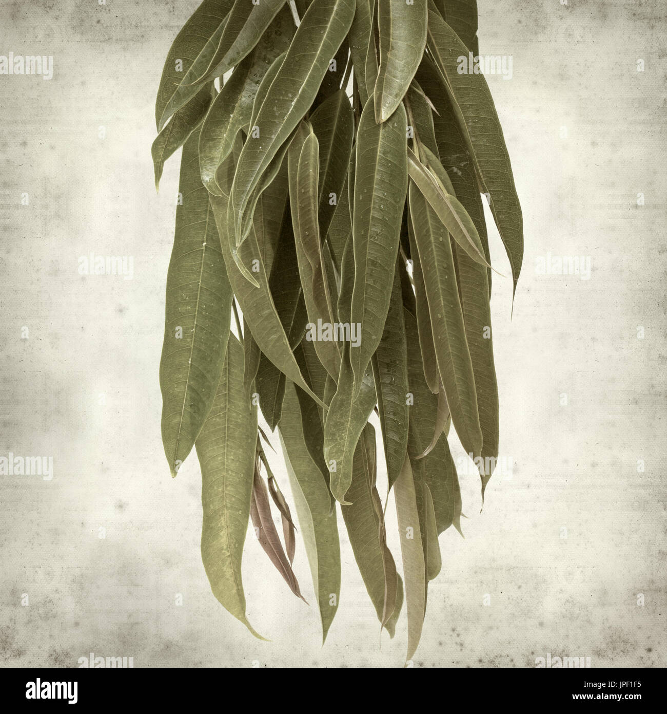 strukturierten alten Papierhintergrund mit Alii Fig Niederlassungen Stockfoto
