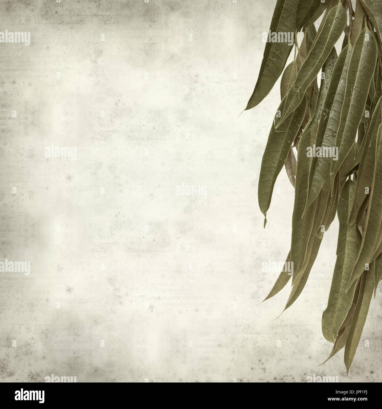 strukturierten alten Papierhintergrund mit Alii Fig Niederlassungen Stockfoto