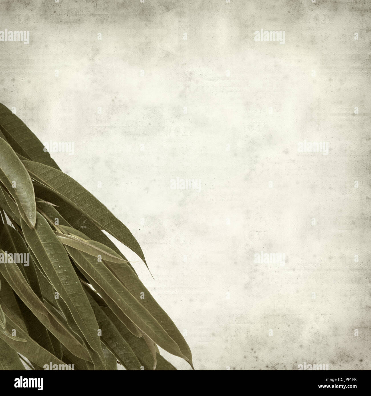 strukturierten alten Papierhintergrund mit Alii Fig Niederlassungen Stockfoto