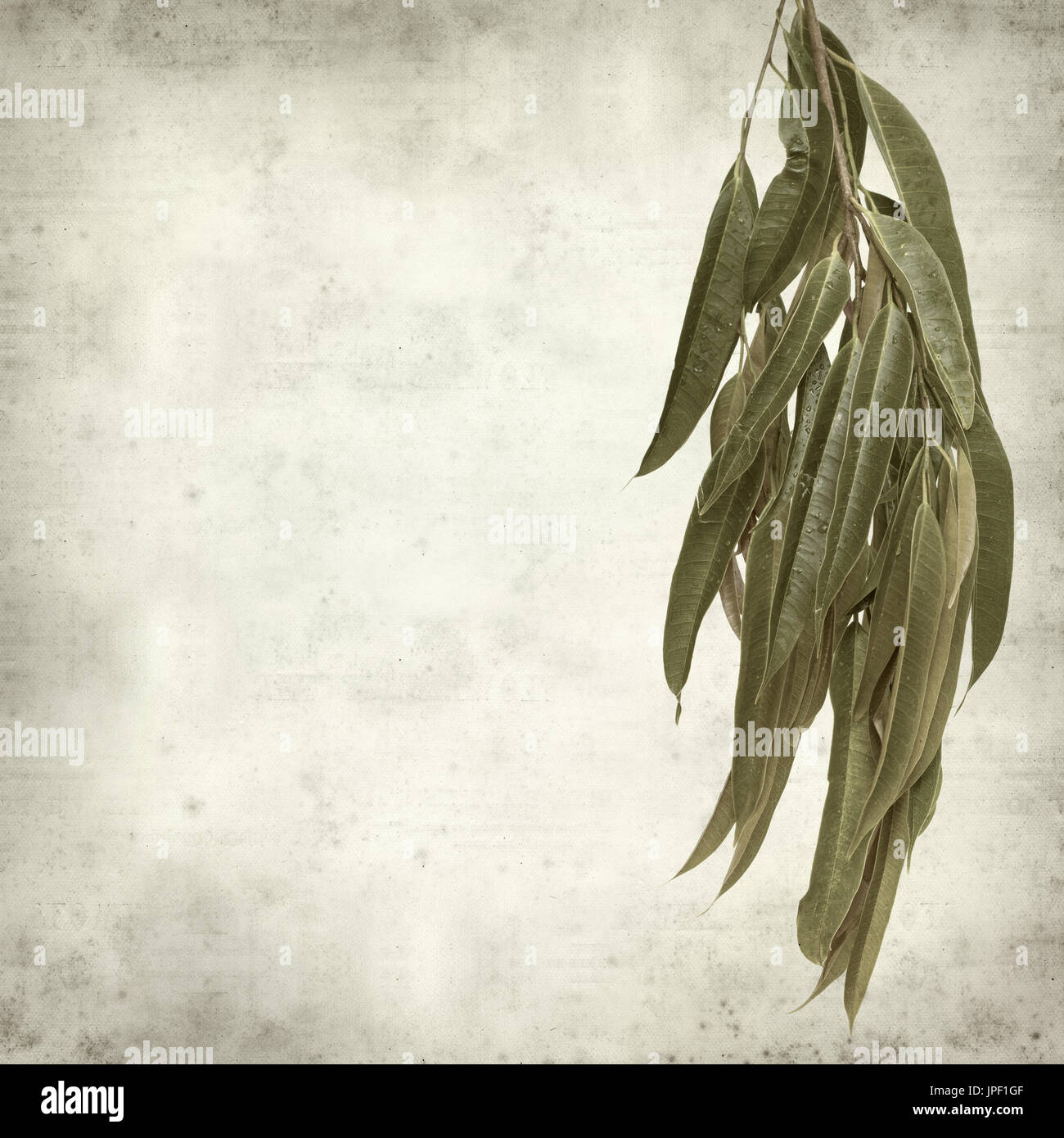 strukturierten alten Papierhintergrund mit Alii Fig Niederlassungen Stockfoto
