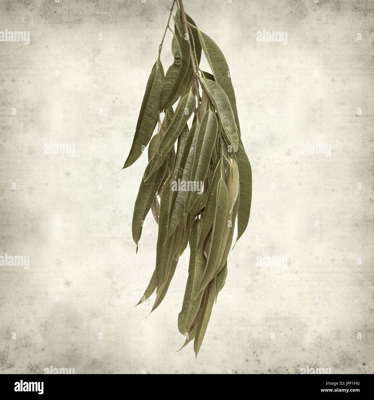strukturierten alten Papierhintergrund mit Alii Fig Niederlassungen Stockfoto