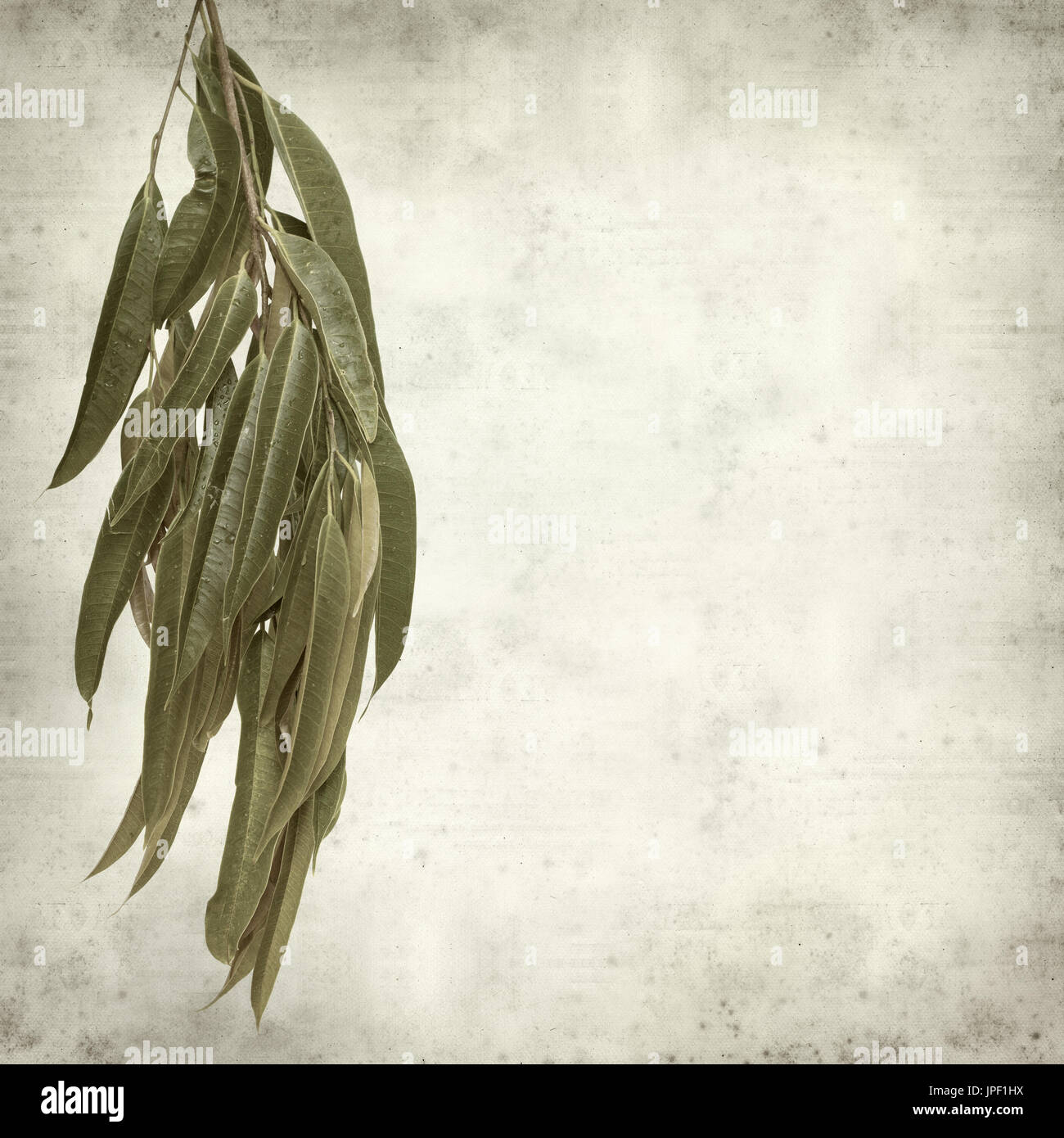 strukturierten alten Papierhintergrund mit Alii Fig Niederlassungen Stockfoto