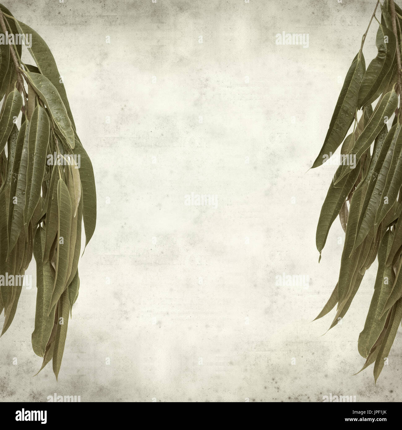 strukturierten alten Papierhintergrund mit Alii Fig Niederlassungen Stockfoto