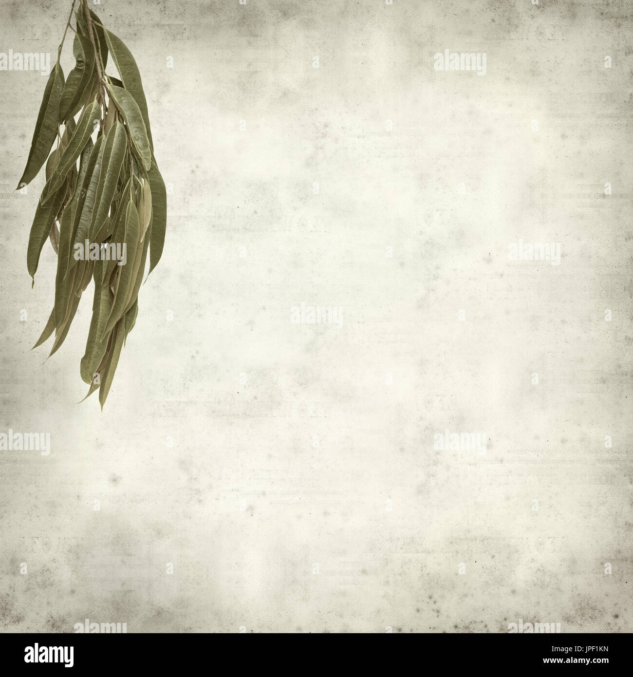 strukturierten alten Papierhintergrund mit Alii Fig Niederlassungen Stockfoto