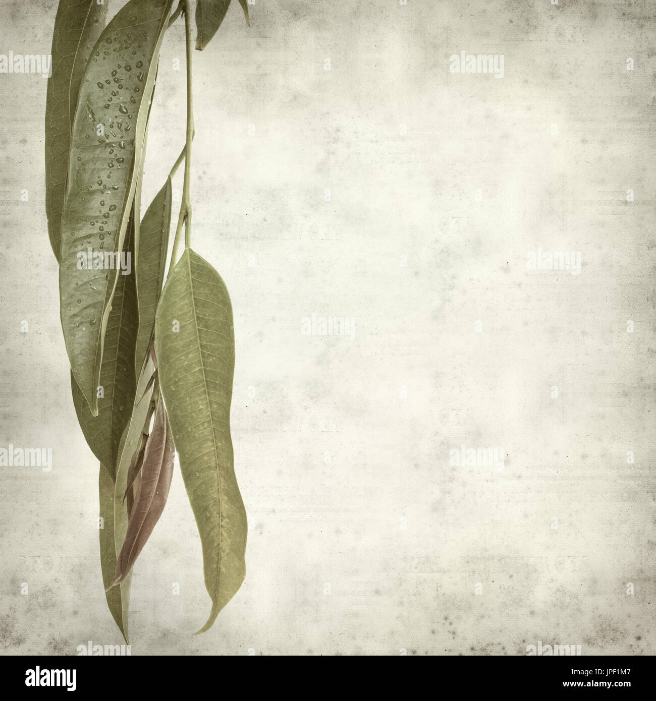 strukturierten alten Papierhintergrund mit Alii Fig Niederlassungen Stockfoto