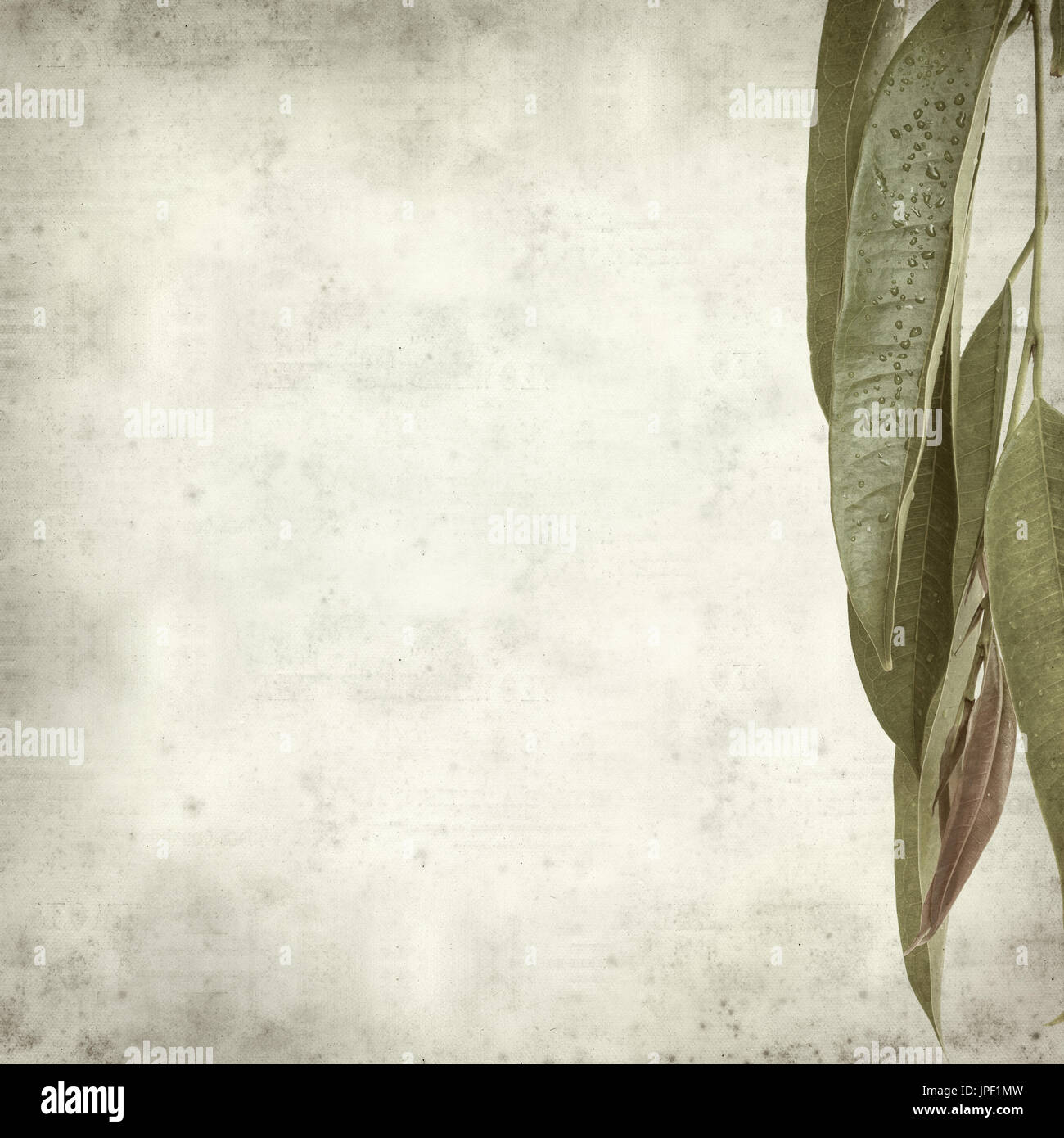 strukturierten alten Papierhintergrund mit Alii Fig Niederlassungen Stockfoto