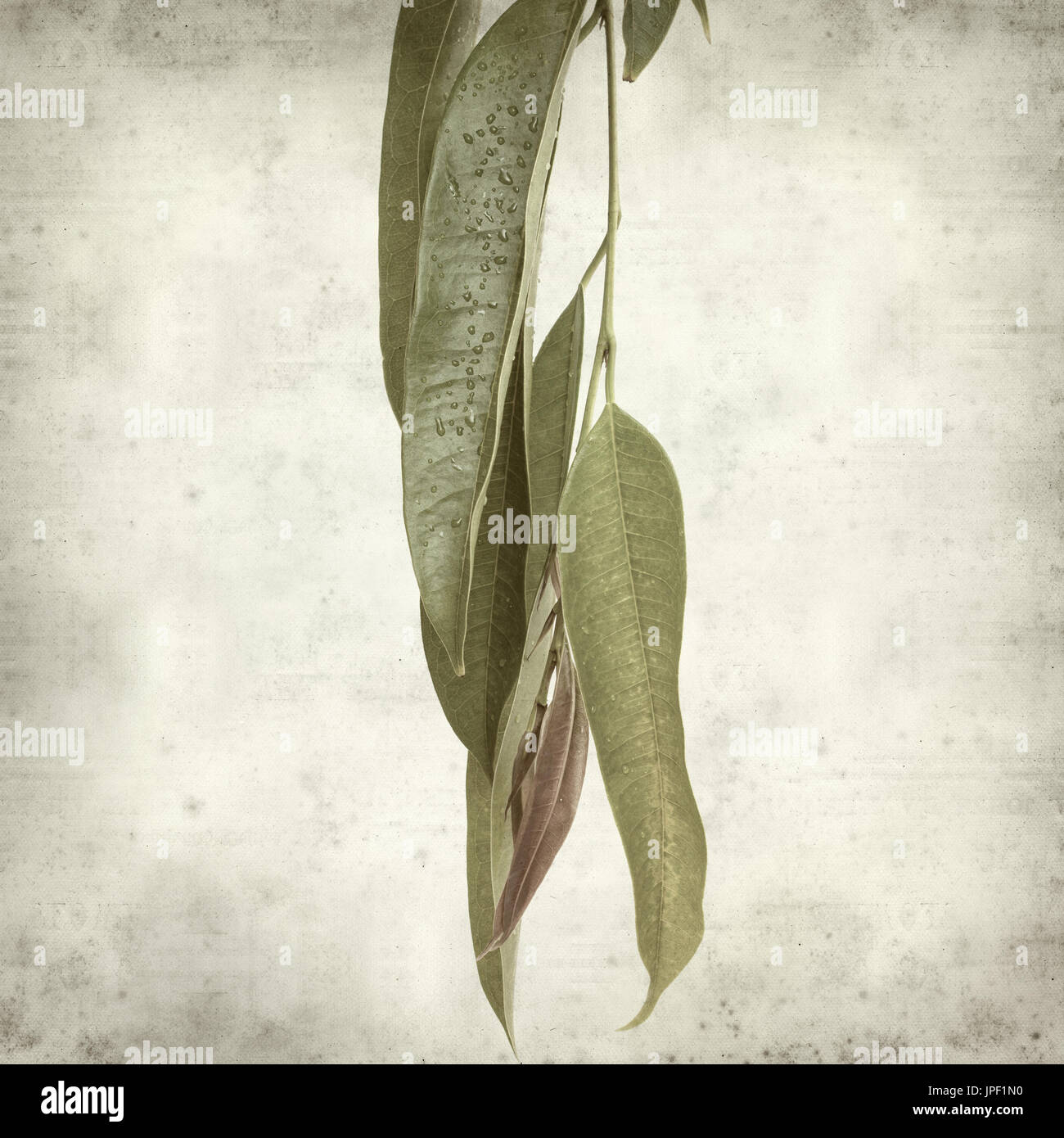 strukturierten alten Papierhintergrund mit Alii Fig Niederlassungen Stockfoto