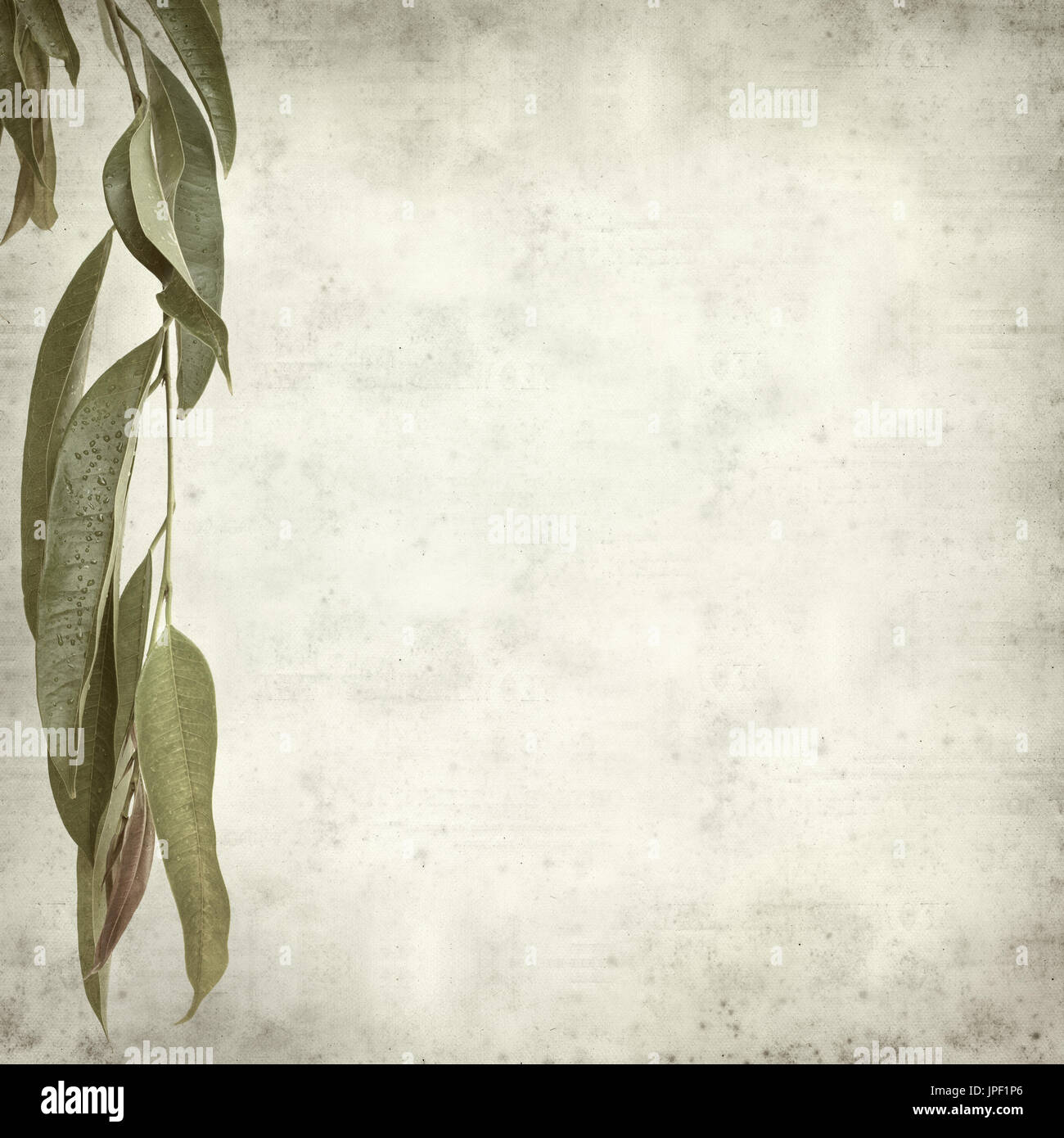 strukturierten alten Papierhintergrund mit Alii Fig Niederlassungen Stockfoto