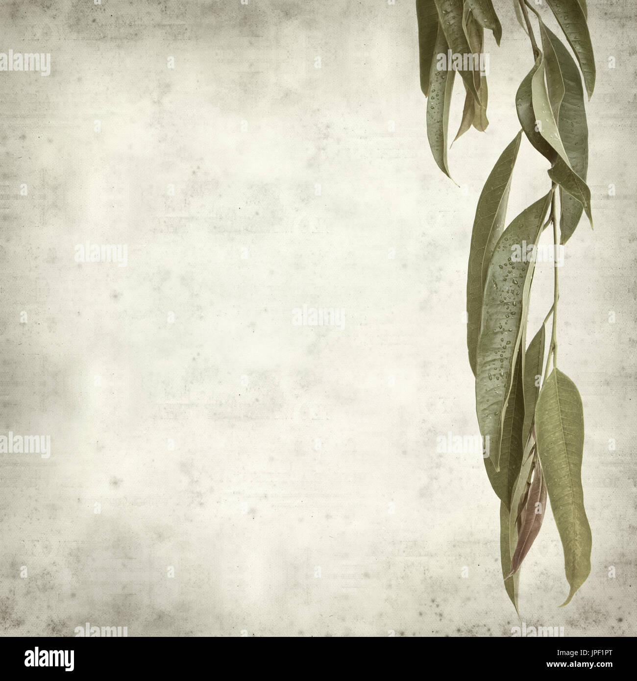 strukturierten alten Papierhintergrund mit Alii Fig Niederlassungen Stockfoto