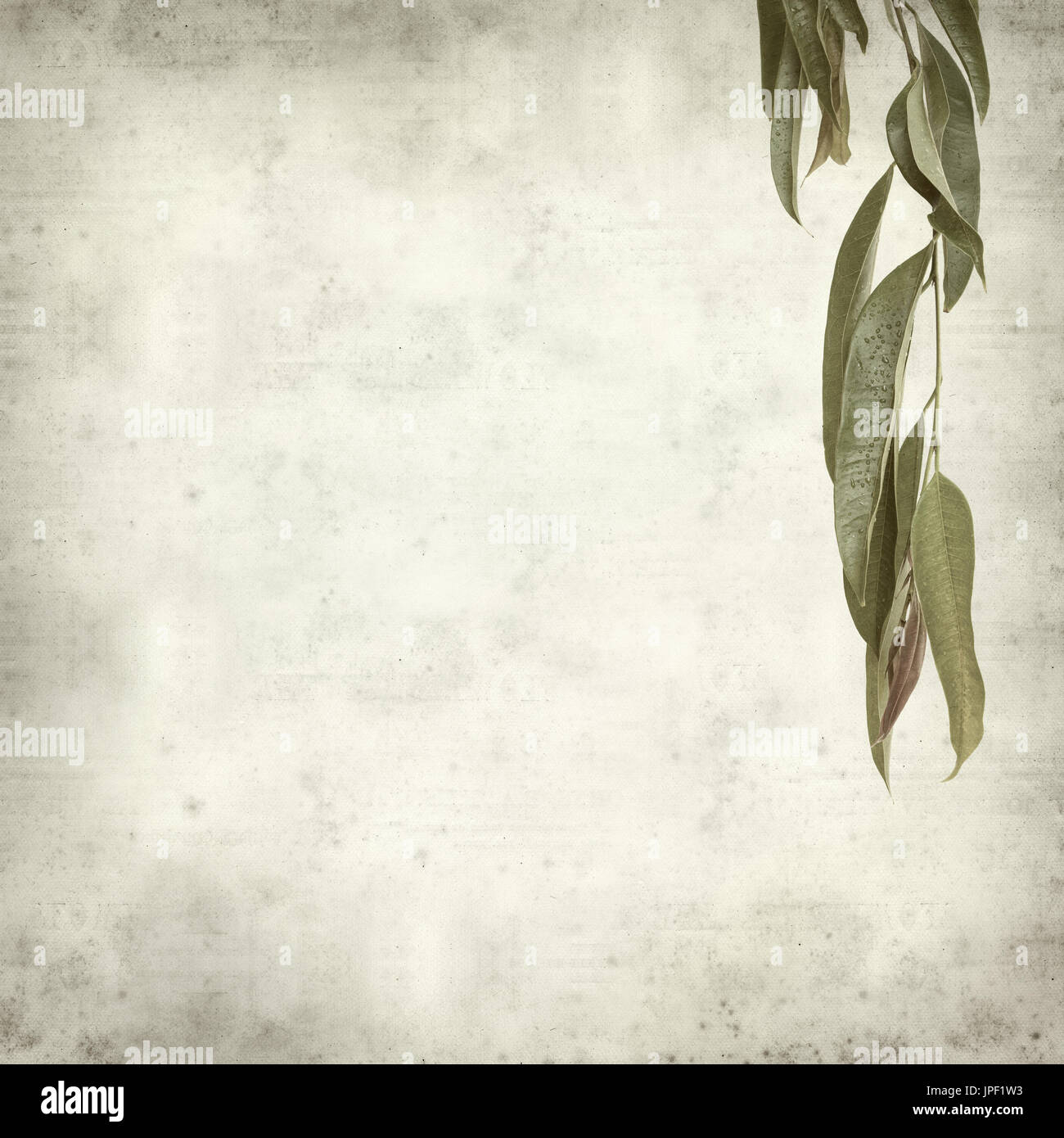 strukturierten alten Papierhintergrund mit Alii Fig Niederlassungen Stockfoto
