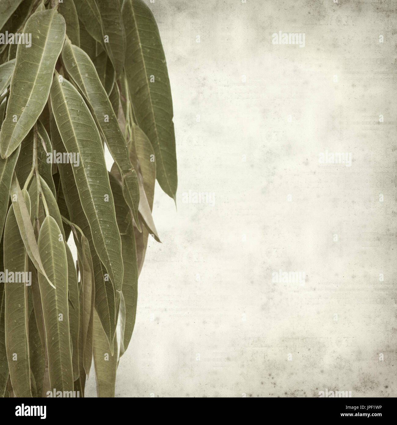 strukturierten alten Papierhintergrund mit Alii Fig Niederlassungen Stockfoto