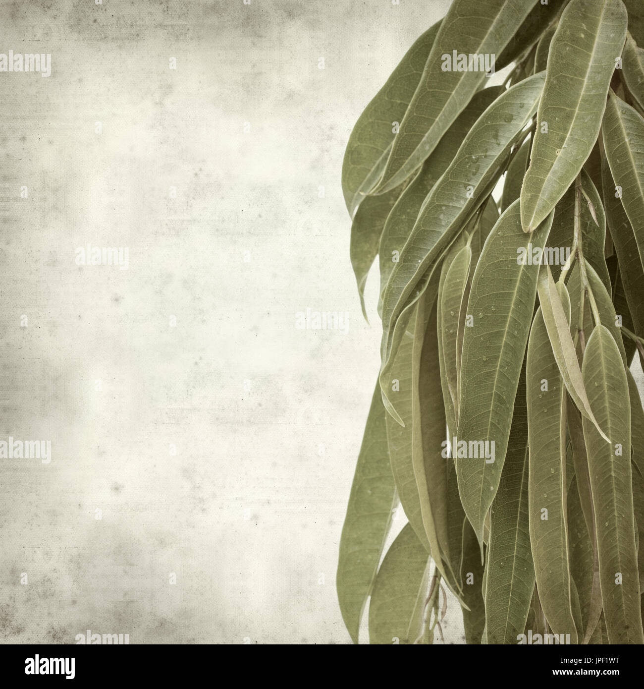strukturierten alten Papierhintergrund mit Alii Fig Niederlassungen Stockfoto