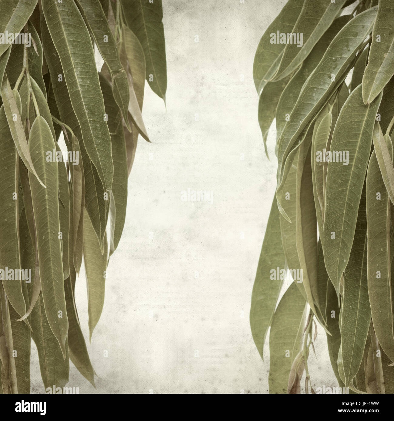 strukturierten alten Papierhintergrund mit Alii Fig Niederlassungen Stockfoto