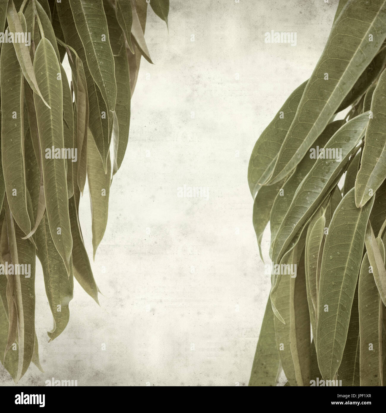 strukturierten alten Papierhintergrund mit Alii Fig Niederlassungen Stockfoto