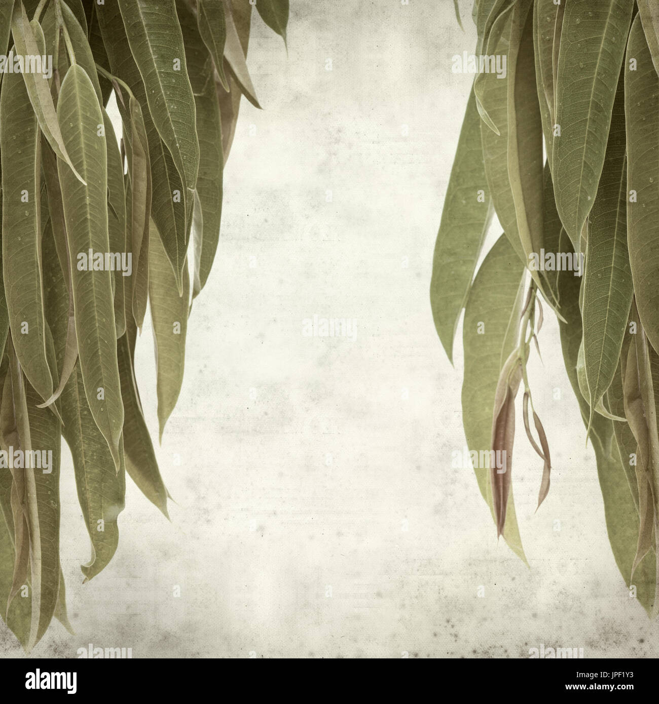 strukturierten alten Papierhintergrund mit Alii Fig Niederlassungen Stockfoto