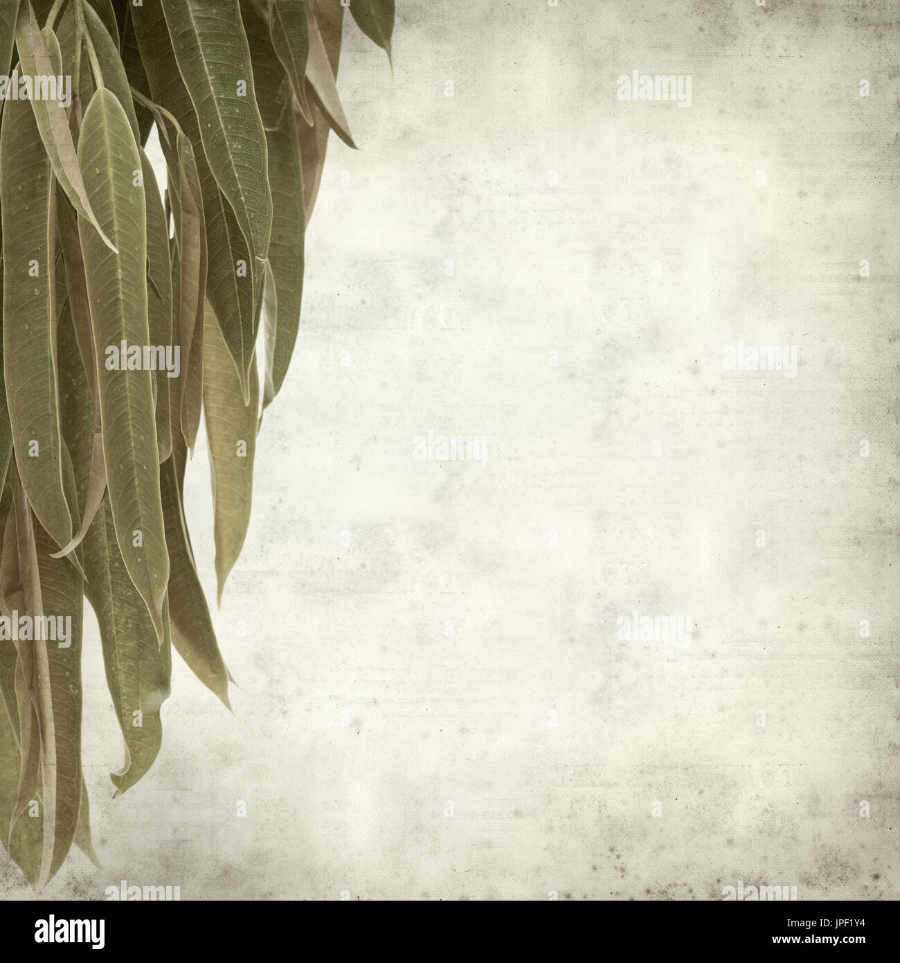strukturierten alten Papierhintergrund mit Alii Fig Niederlassungen Stockfoto