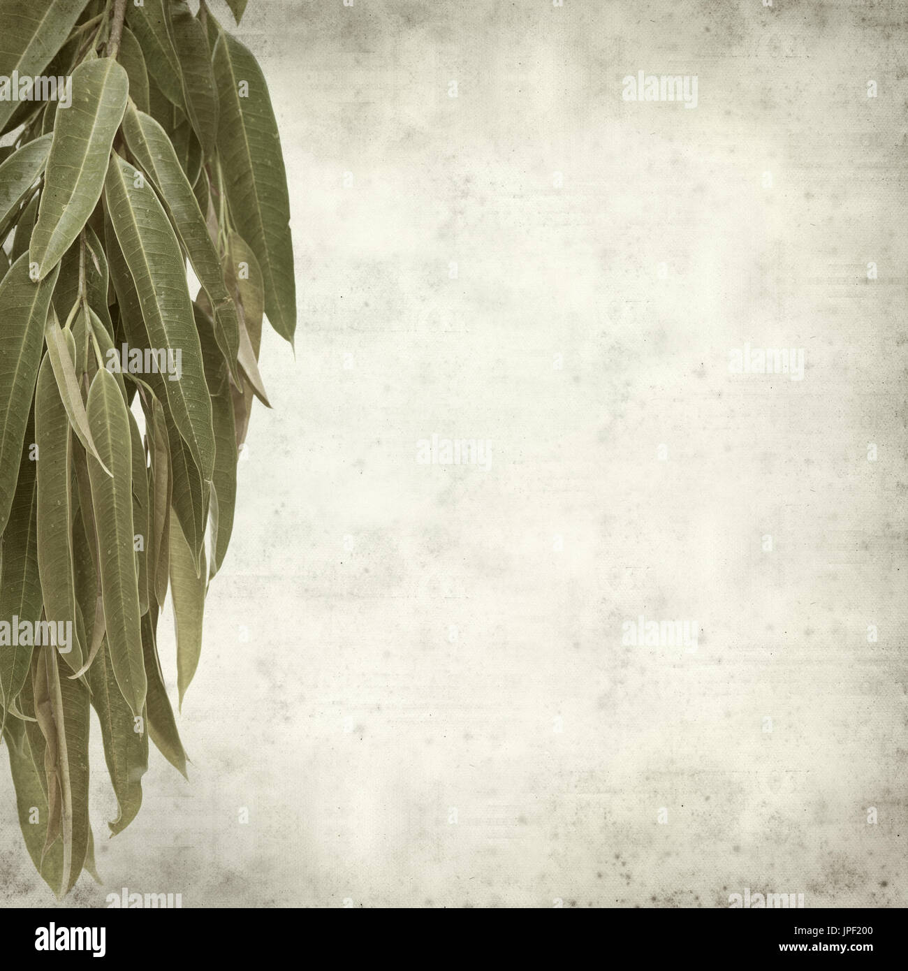 strukturierten alten Papierhintergrund mit Alii Fig Niederlassungen Stockfoto