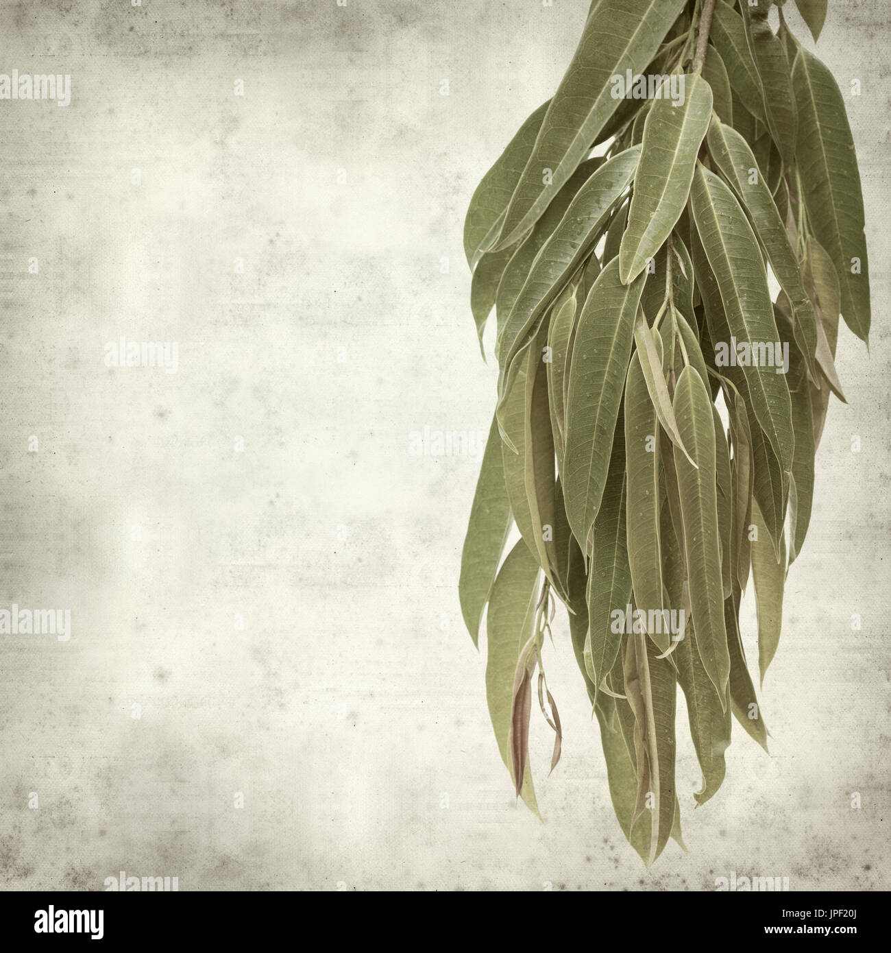 strukturierten alten Papierhintergrund mit Alii Fig Niederlassungen Stockfoto