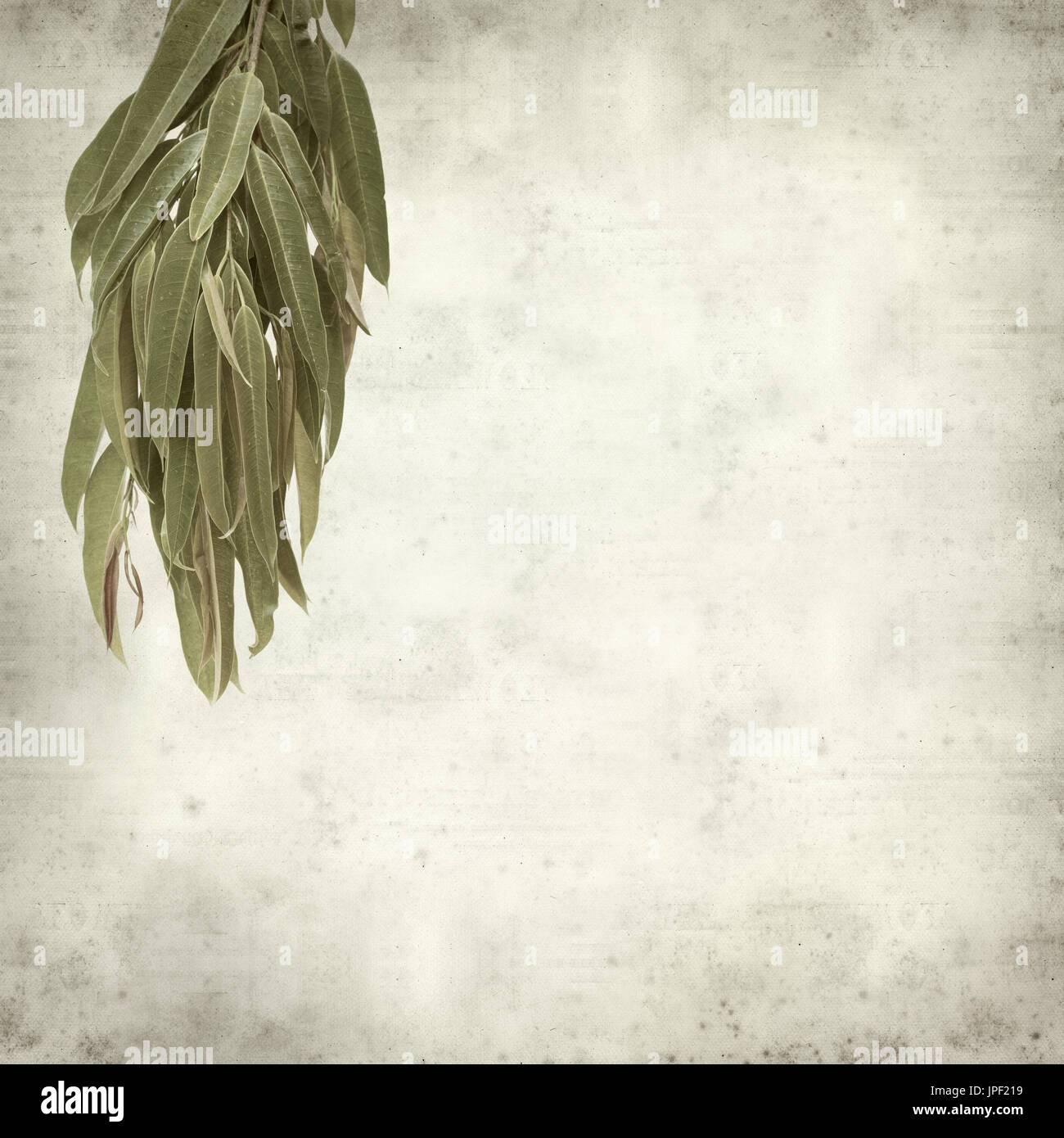 strukturierten alten Papierhintergrund mit Alii Fig Niederlassungen Stockfoto