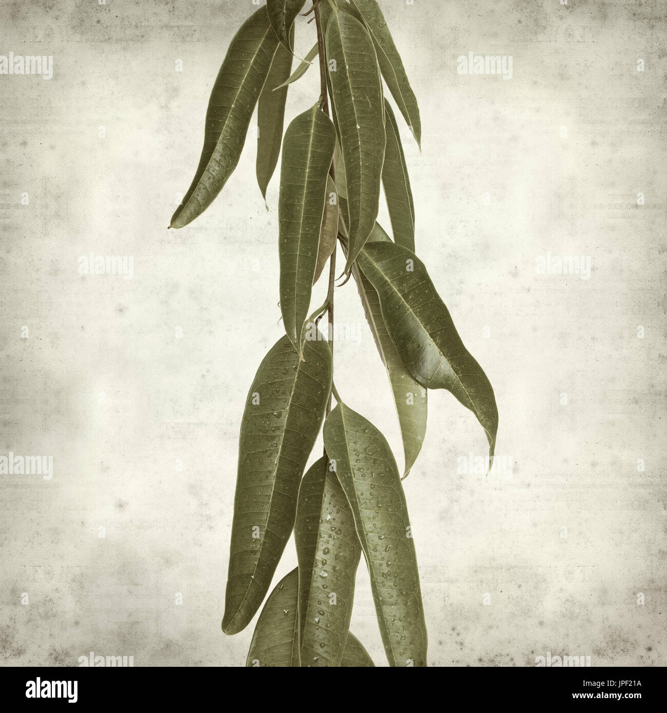 strukturierten alten Papierhintergrund mit Alii Fig Niederlassungen Stockfoto