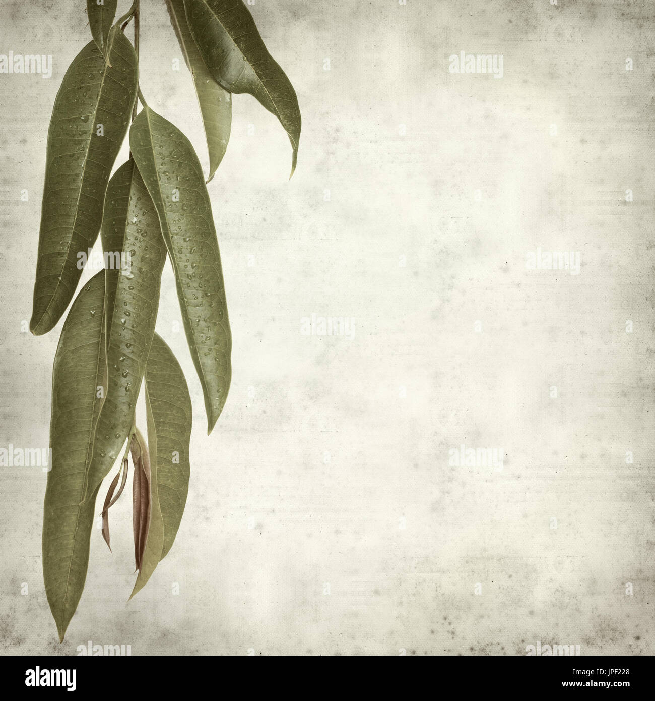 strukturierten alten Papierhintergrund mit Alii Fig Niederlassungen Stockfoto