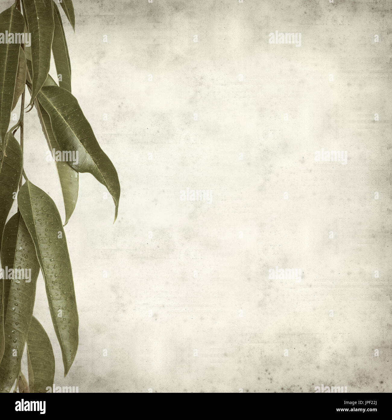strukturierten alten Papierhintergrund mit Alii Fig Niederlassungen Stockfoto