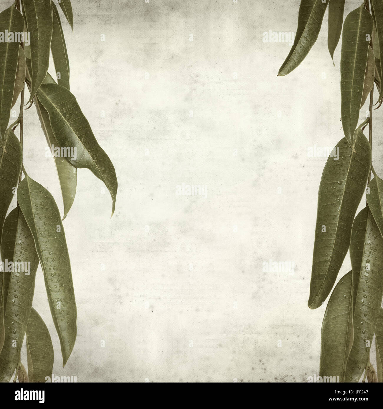 strukturierten alten Papierhintergrund mit Alii Fig Niederlassungen Stockfoto