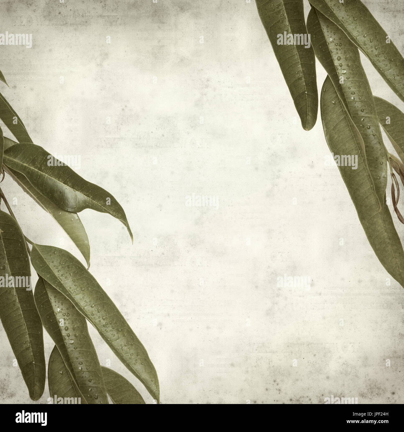 strukturierten alten Papierhintergrund mit Alii Fig Niederlassungen Stockfoto