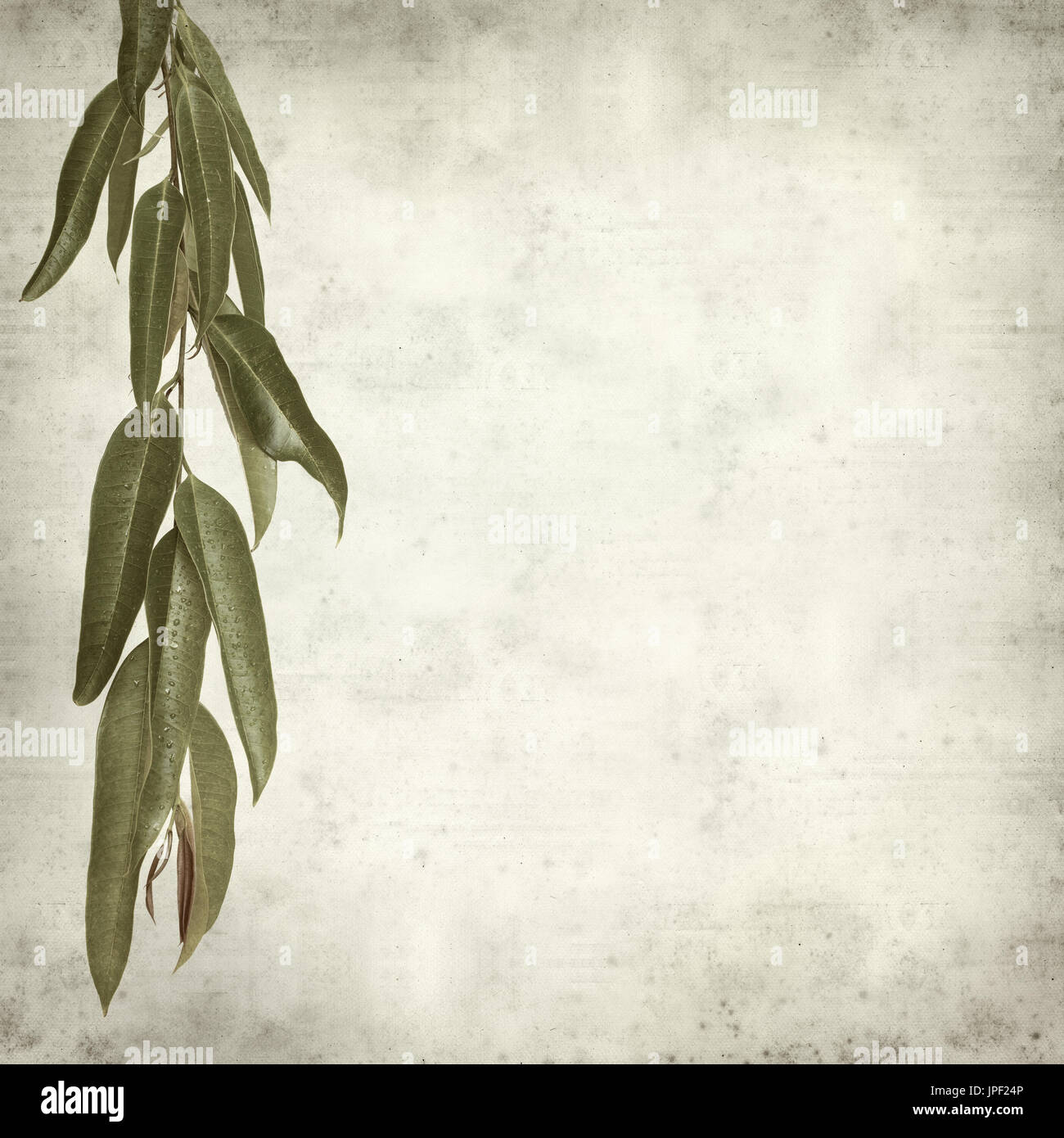 strukturierten alten Papierhintergrund mit Alii Fig Niederlassungen Stockfoto
