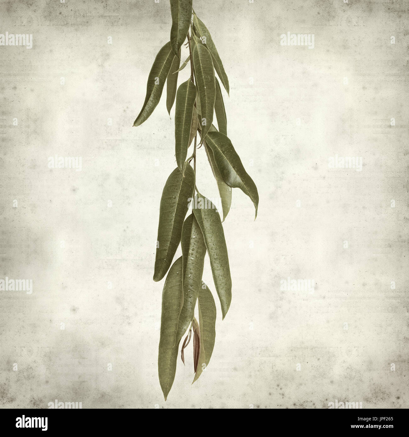 strukturierten alten Papierhintergrund mit Alii Fig Niederlassungen Stockfoto