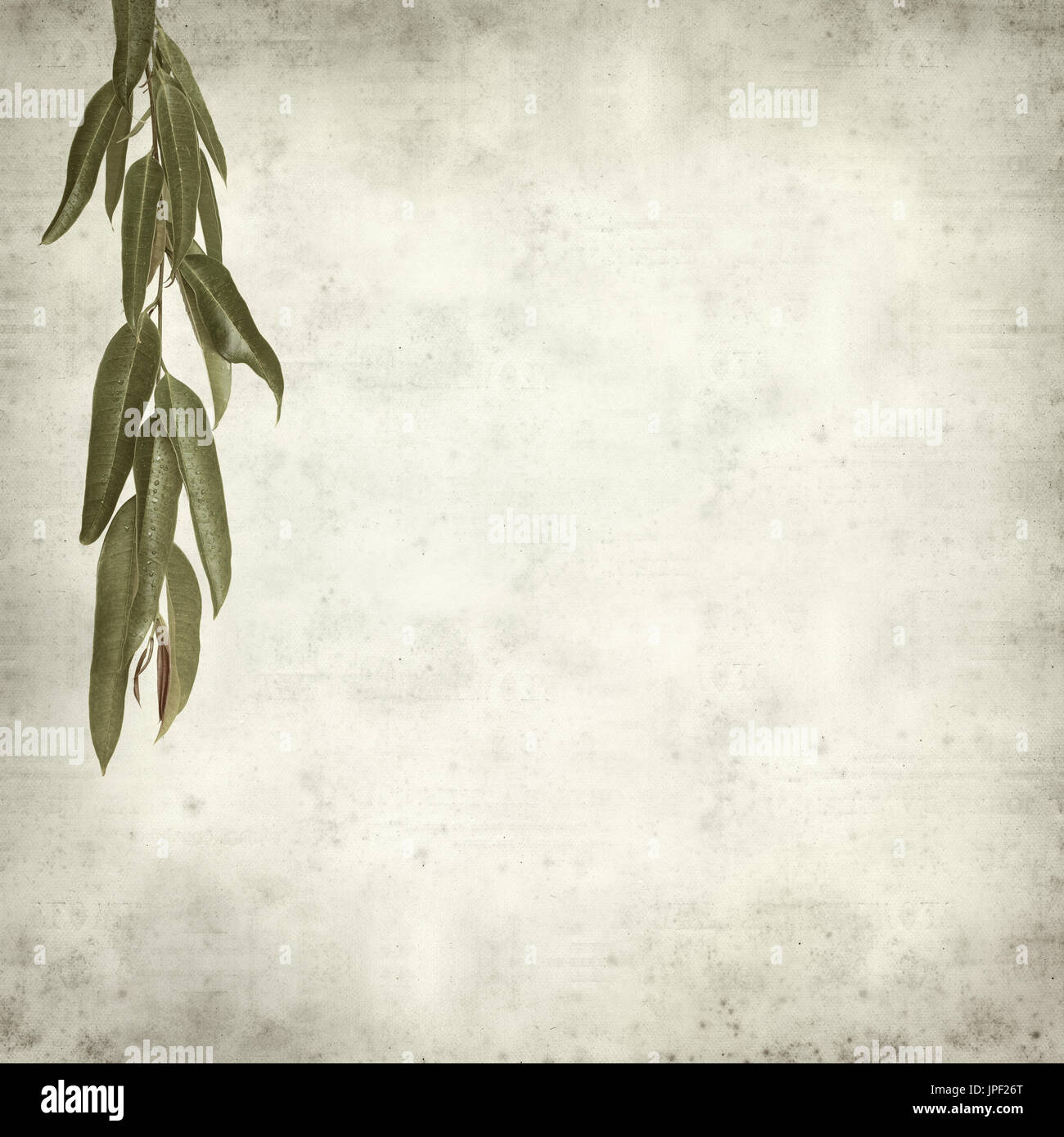 strukturierten alten Papierhintergrund mit Alii Fig Niederlassungen Stockfoto
