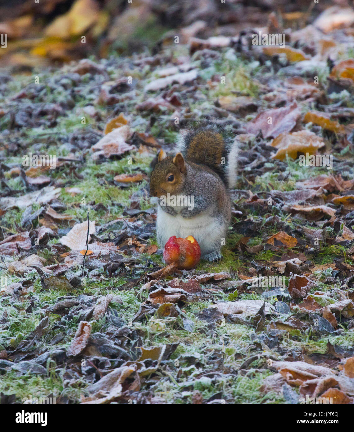 Graue Eichhörnchen Sciurus Carolinensis Essen Frost bedeckt Äpfel im winter Stockfoto