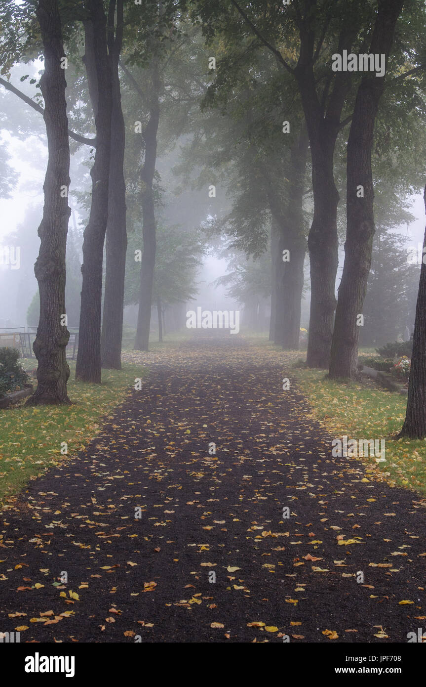 Gasse in einem Verregneten nebeligen Morgen in einem Friedhof Stockfoto