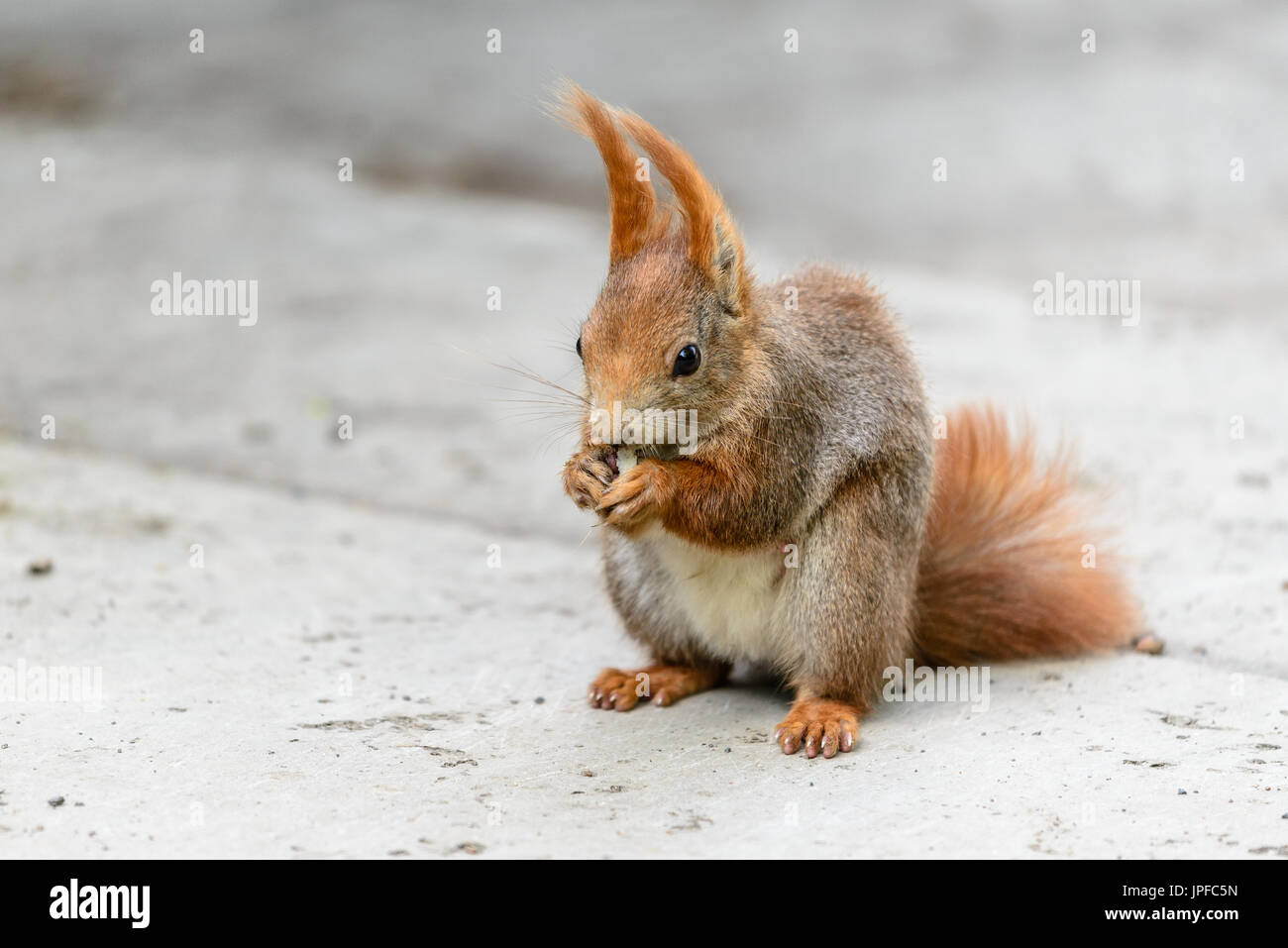 Eichhörnchen im Clara-Zetkin-Park, Leipzig Stockfoto