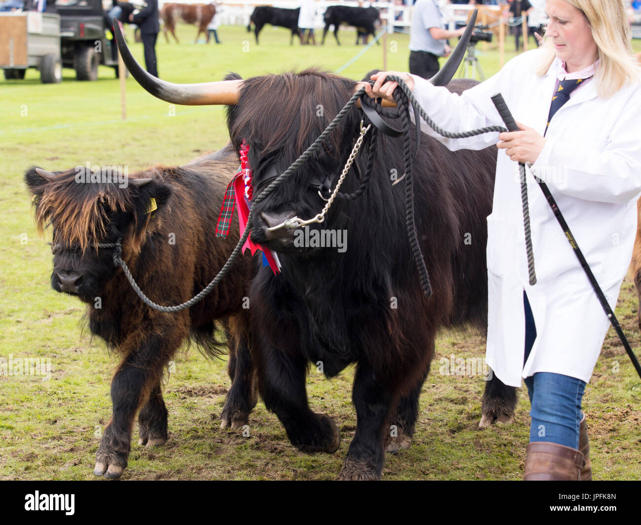 Turriff, Schottland. 31. Juli 2017. Preisgekrönte Highland Kuh mit Kalb Credit: AC Bilder/Alamy Live News Stockfoto